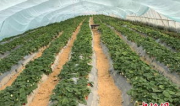 吃瓜群爆料大棚图片高清,高清图片下的农业秘密大曝光