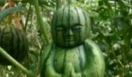 阳江吃瓜爆料事件真相,揭秘背后真相，还原事件全貌